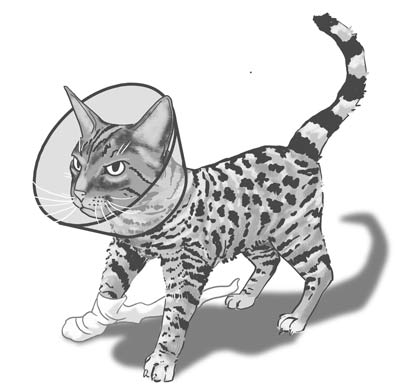 Java wearing the Elizabethan collar