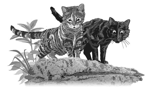 Ridley, MeMe, Java, and Grace