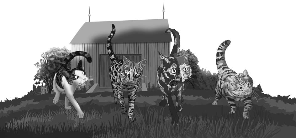 Grace, Java, Ridley, and MeMe walk to the house.